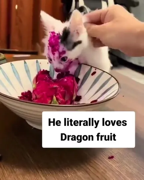 Cat Covered in Dragon Fruit
