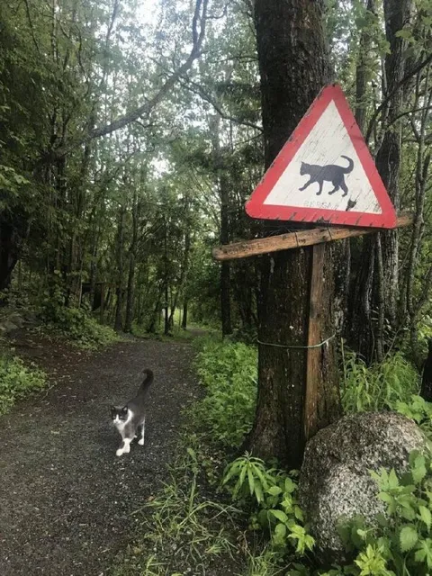 Beware of the Cat Sign