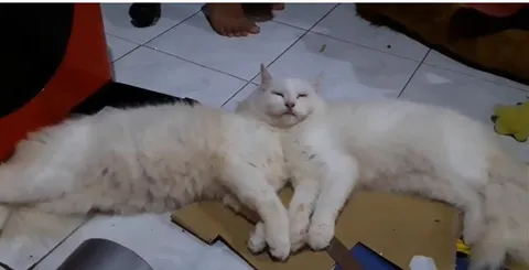 Коты лежат как один большой кот