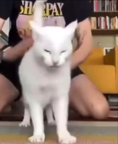 Белый кот кричит от чесания