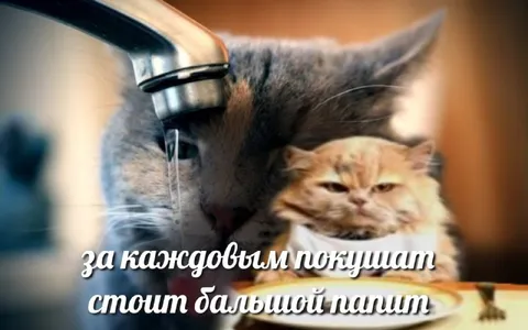 Кошки и большой папит