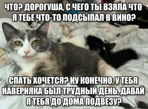 Кот после трудного дня