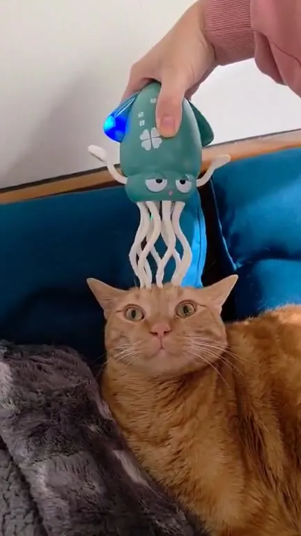 Кальмар массирует кота