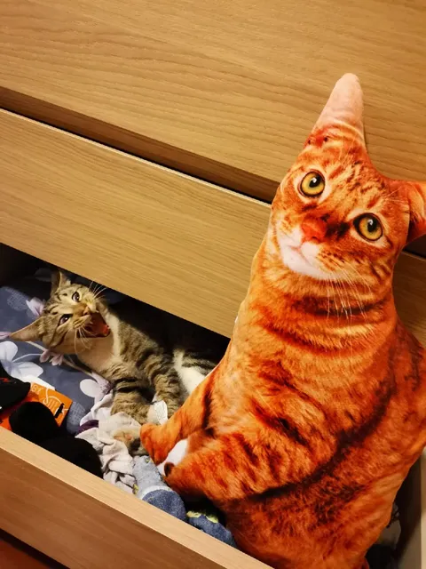 Кот в ящике с плюшевым котом