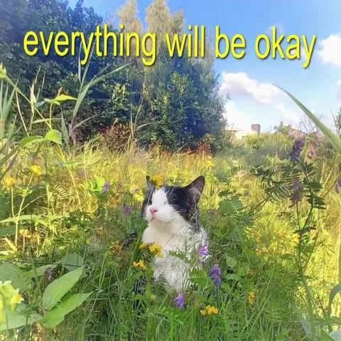 Cats Share a Message of Calm