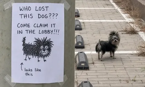 Lost Dog Looks Like This