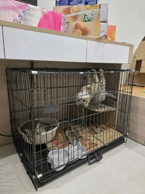 Коты в клетке