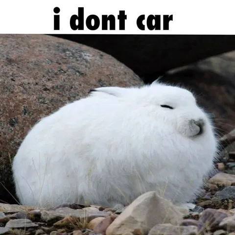 White Pika I Dont Car