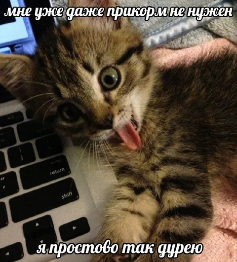 Котёнок дуреет без прикорма