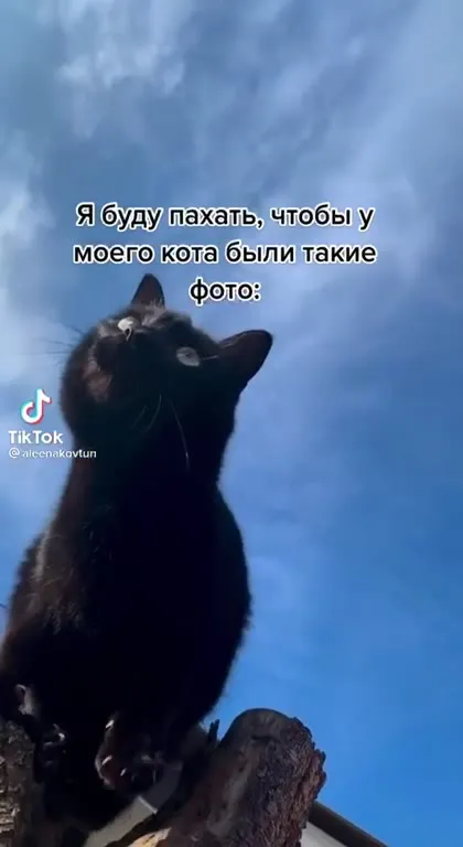 Кот мечты на праздничном ужине