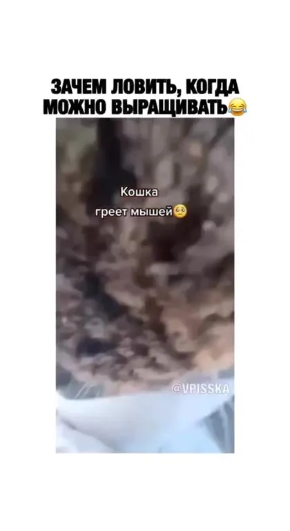 Кошка выращивает мышей