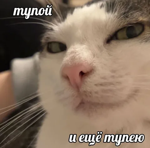 Тупой и ещё тупее кот