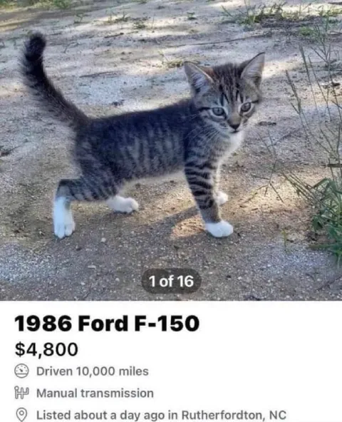 Kitten Listed as Ford F-150