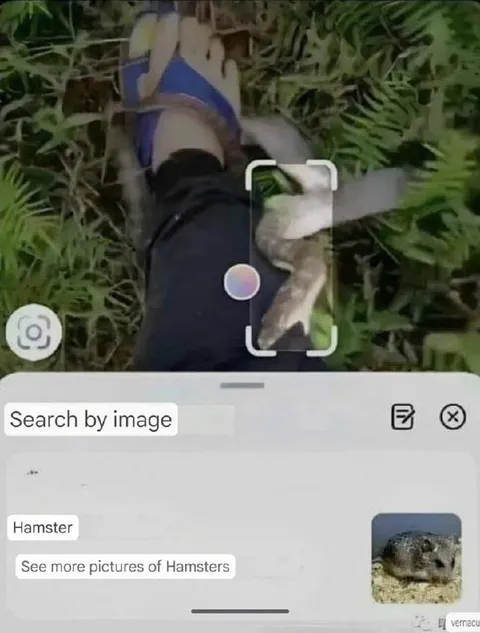 Search by Image Finds Hamster