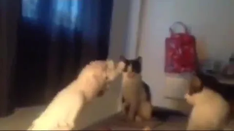 Попугай, который мяукает