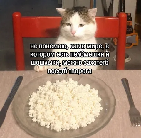 Кот не понимает любителей творога