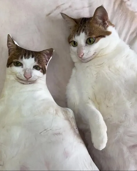 Две кошки смотрят на тебя