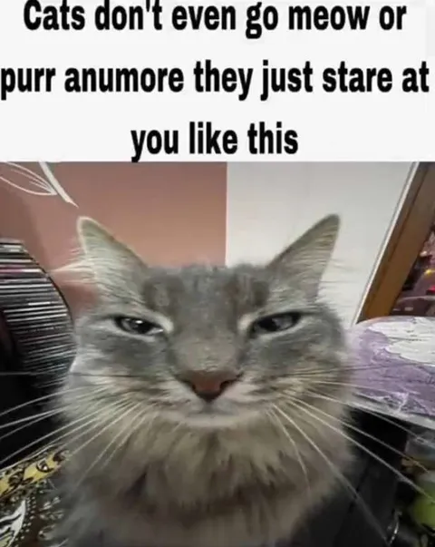Cats Just Stare Now