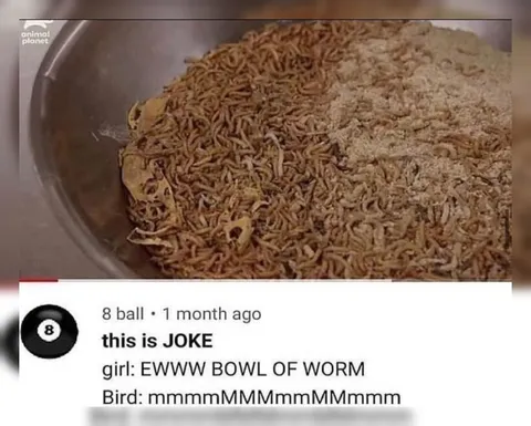 Bird Enjoys Bowl of Worms
