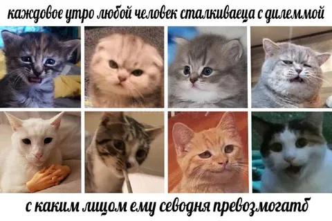 Кот выбирает лицо на сегодня