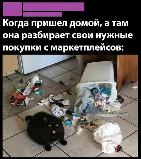 Кошка разбирает покупки
