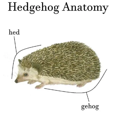 Hedgehog Anatomy Diagram