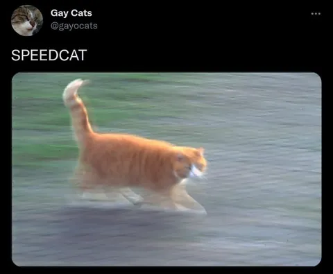Speedcat Walking on Water