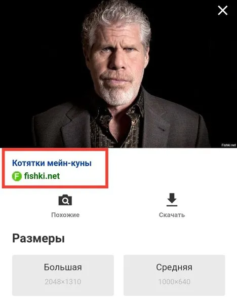 Котятки мейн-куны