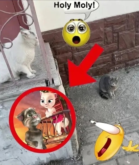 Holy Moly Cat Reaction