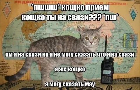 Кот на связи по рации