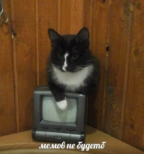 Кот, у которого нет мемов