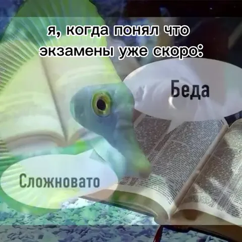 Рыбы перед экзаменом