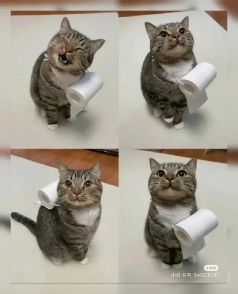 Кот с рулоном туалетной бумаги