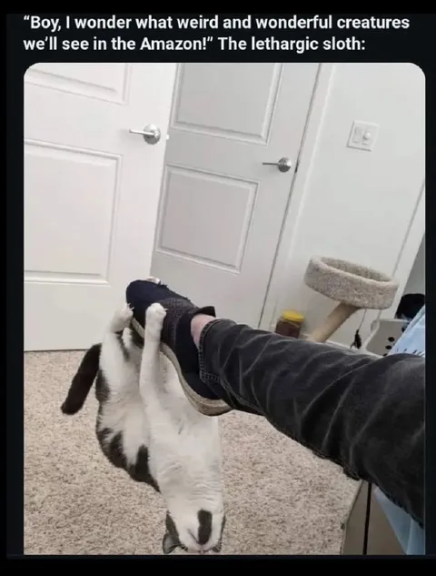 Lethargic Sloth Cat