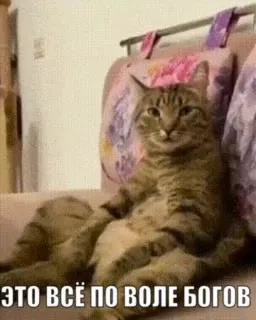 Кот принимает волю богов