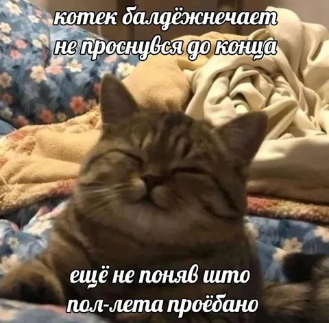 Котек не проснулся до конца