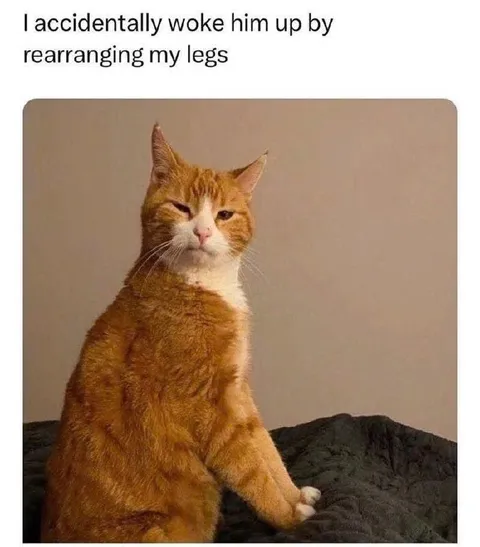 Cat Woken by Leg Rearrangement
