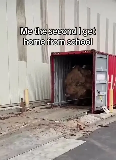 Instantly Becoming a Giant Log