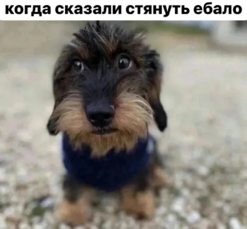 Когда сказали стянуть ебало