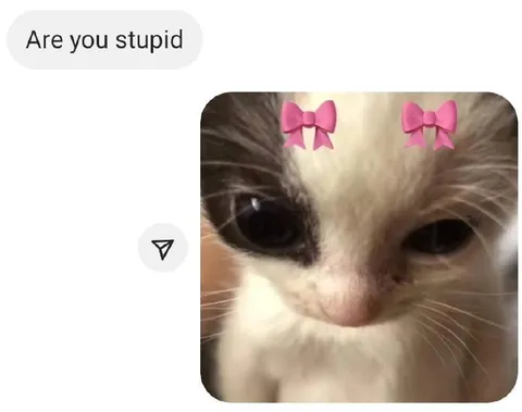 Are You Stupid Cat