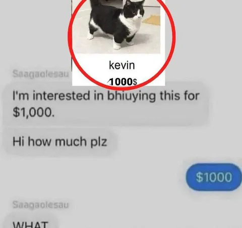 Cat Listed for $1000