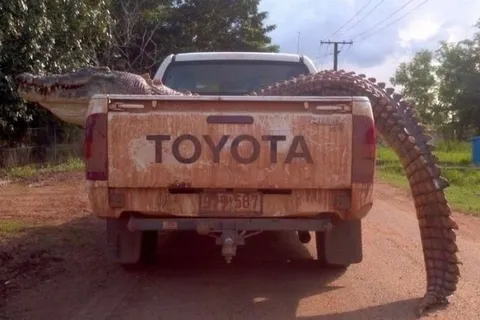 Crocodile in a Toyota Truck