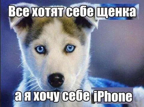 Щенок хочет себе iPhone