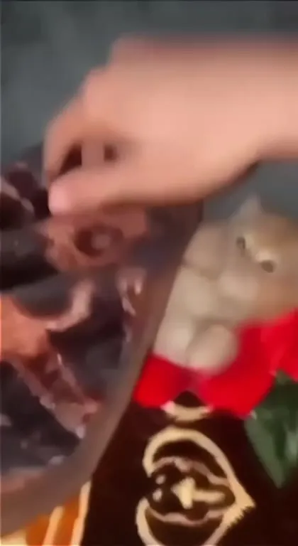 Котёнок выглядывает из-под пледа