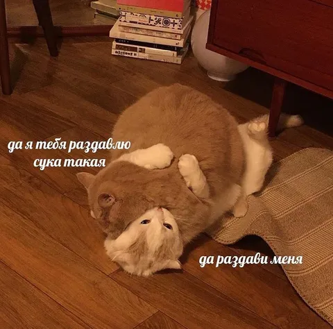 Коты в смертельных объятиях