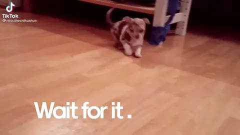 Wait for the Tiny Dog