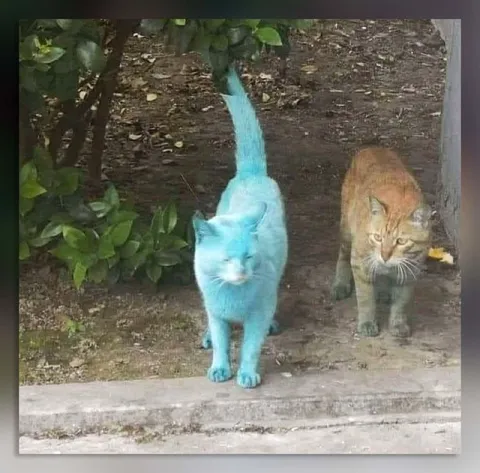 Синий кот среди обычных