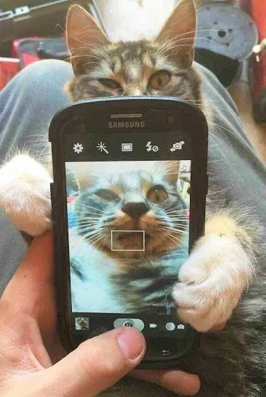 Кот фотографирует себя