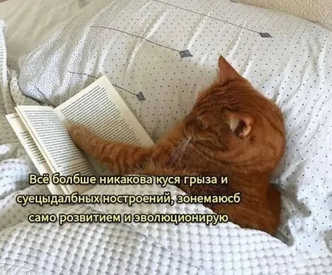 Кот занялся саморазвитием