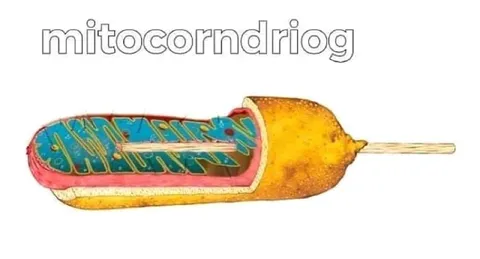 Mitochondria Corn Dog Pun